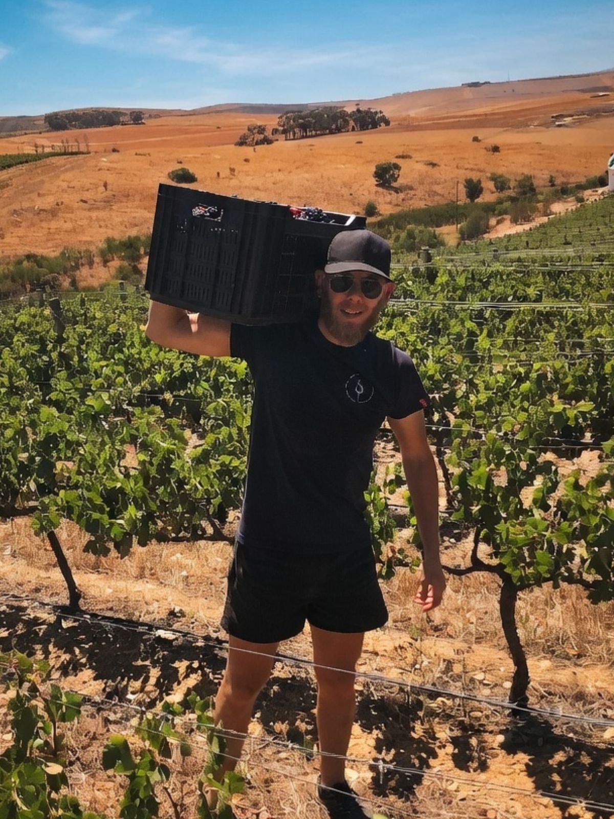 Winemaker carrying a crate of freshly harvested grapes